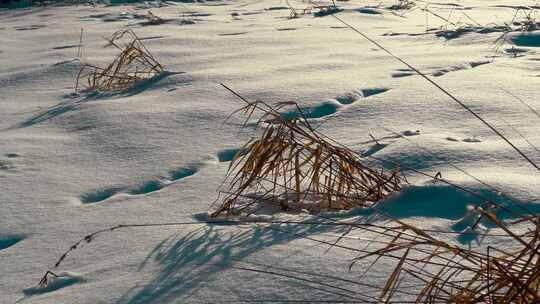 被草和雪覆盖的雪地