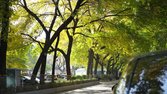 北京秋天秋景秋色道路马路巷子小巷