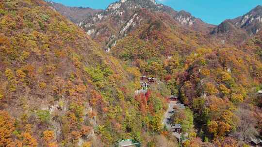 秋季森林自然风景实拍