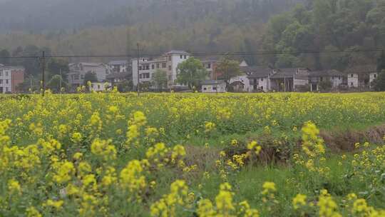 春天盛开的油菜花