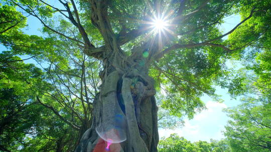 阳光下的繁茂大树仰拍景象