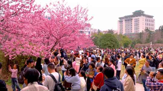 春天武汉大学樱花季美丽的樱花盛开