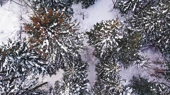 中国黑龙江大兴安岭雪原森林雪景航拍