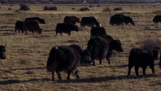 若尔盖草原牧场放牧牦牛牛群
