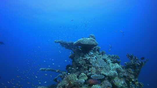 水下海洋热带生物