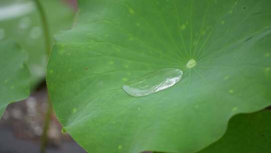 夏季雨天荷叶荷花水珠滴落慢镜头4K