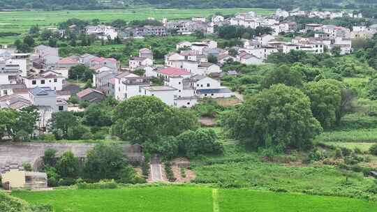 江西金溪：十里樟堤古樟树成群乡愁浓浓