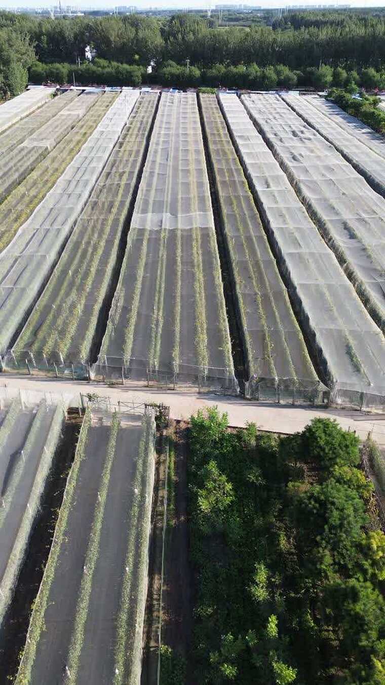 航拍葡萄园大棚种植基地