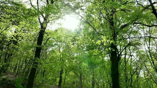 春天清新绿色森林的阳光光束和眩光