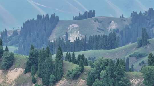 航拍夏天的新疆恰西森林公园风景