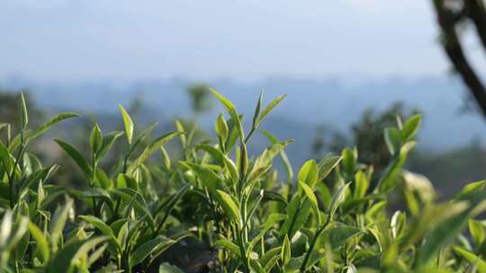 嫩绿茶树茶叶特写