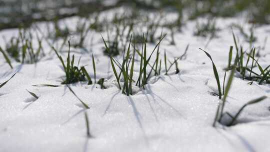 冬天小麦植物与雪覆盖农民的田地的电影镜头