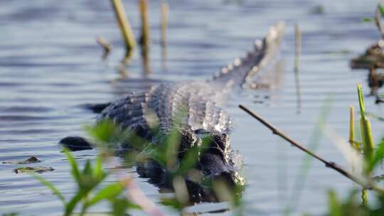 野生而危险的亚卡雷凯门鳄漂浮在沼泽和波浪般的湖面上，致命地盯着c