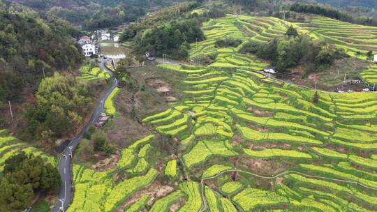 金华浦江民生村油菜花海梯田风光4K航拍