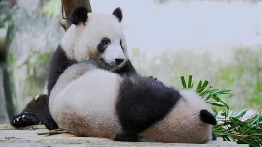 大熊猫生活