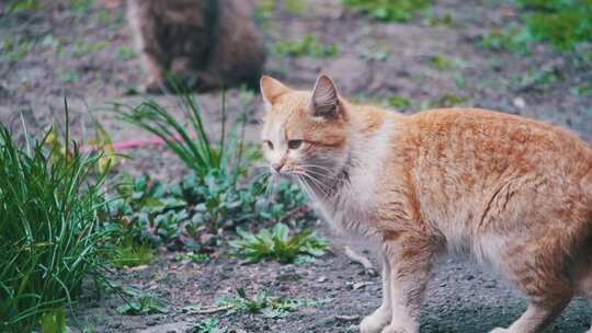 两只红色和灰色的流浪猫在公园的街道上慢动视频素材模板下载