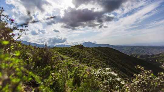 青海 药草台风景区 药草台延时 杜鹃花