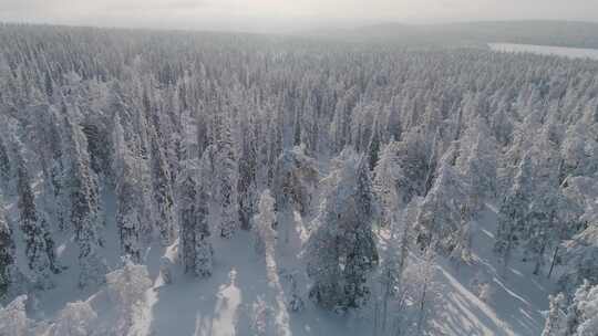 冬天的原始森林4K视频素材模板下载