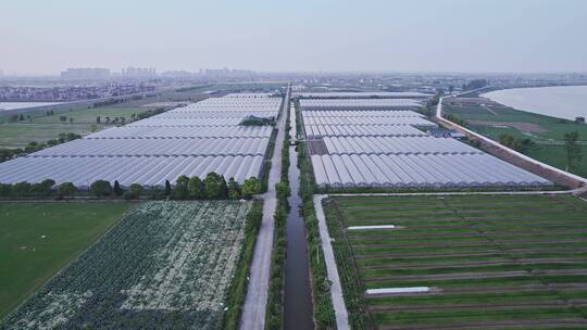 航拍大型温室葡萄种植基地