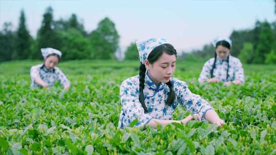 原创mini拍摄美女茶园采茶