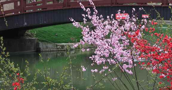 春天苏州上方山公园鲜花盛开