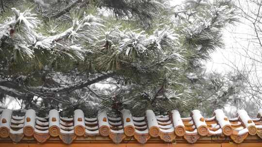 古墙 松树 大雪