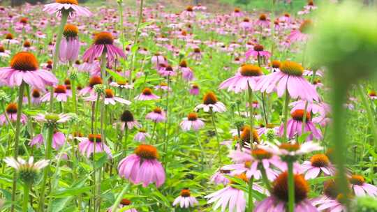 野外盛开夏日风景粉色花朵松果菊