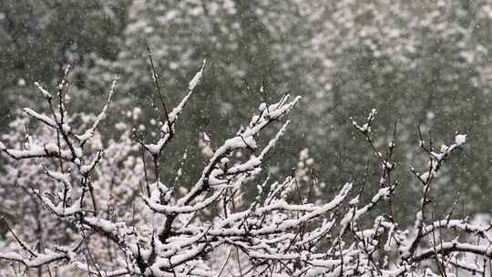 寒冷冬天公园里大雪中的树木空境升格