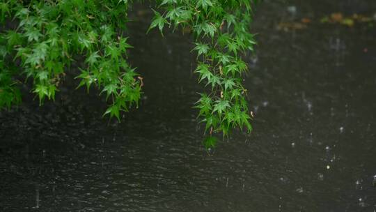 140 杭州 古建筑 下雨天 小溪 树枝