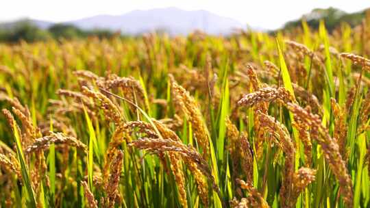 稻田里丰收的水稻，风中饱满的水稻稻穗