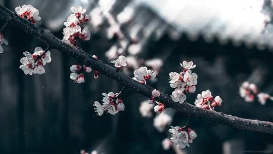 唯美小景傲雪寒梅