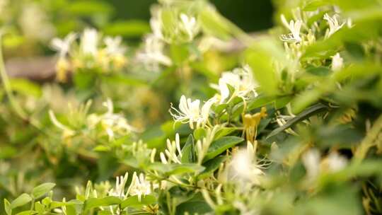 金银花藤金银花开花中药材草药花草茶