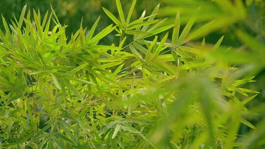 1080p-在竹林里绿色的竹子视频素材模板下载