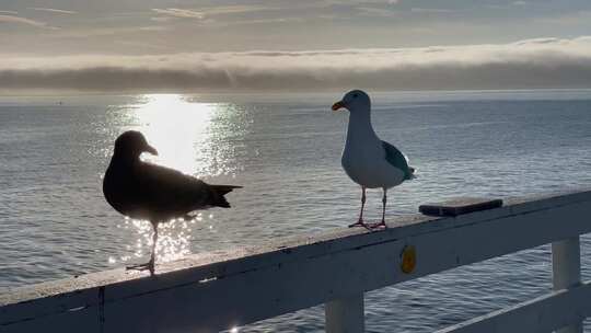 夕阳海边海鸟在杆子上特写