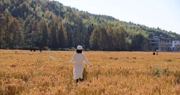 女子漫步金黄稻田