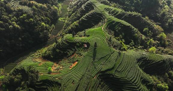 四川雅安大地指纹绿茶基地航拍