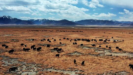 西藏牦牛群航拍