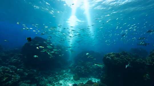 4k阳光透过海面大海里的鱼群海洋生物