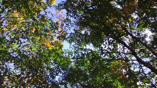 仰拍透过绿色的树叶看天空视频素材模板下载