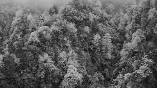 树木雾凇霜冻