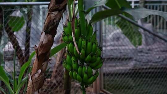 香蕉 香蕉树 温室 未成熟的香蕉 青香蕉