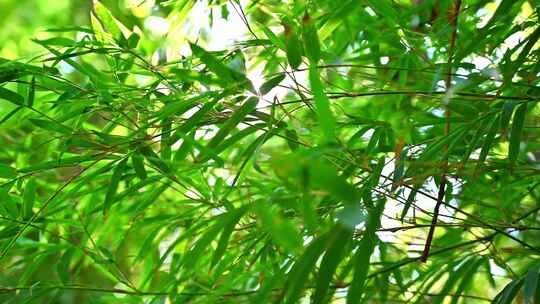 夏天公园园林里，阳光下的森林树叶透光光晕