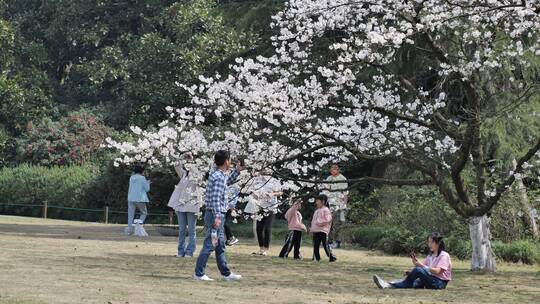 杭州西湖太子湾樱花