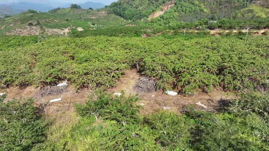 中国广东省汕尾市陆丰市华侨农场油柑种植园