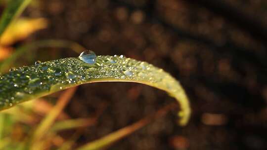 水滴落下滴落树叶