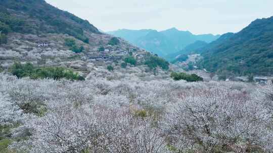 福州永泰青梅花航拍（葛岭万石村）