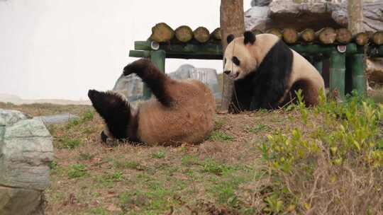 湖南岳阳中华大熊猫苑