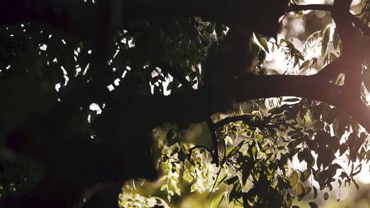 树木树枝造型公园生长环境自然风景日光氛围视频素材模板下载