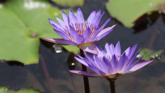 池塘里紫色睡莲视频素材模板下载