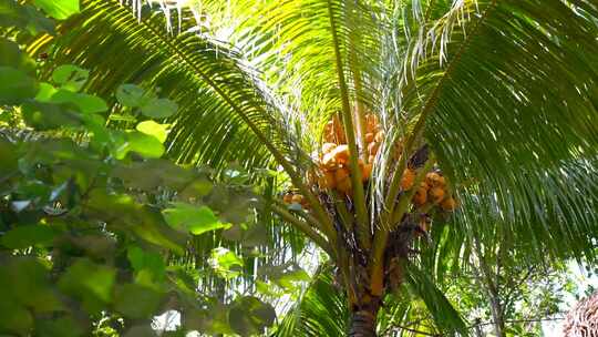 海南椰子树海南旅游